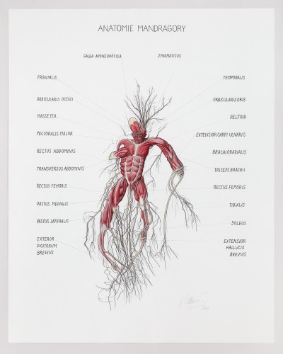 Anatomie